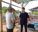 区长调研杨梅产业发展